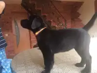 лучший  друг  семьи