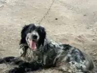 Отдам бесплатно