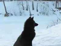Потерялся черный домашний ЛИС