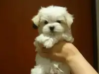 щенки мальтезе шоу класса от мини до стандарта))))