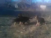 щенки, фотография 3