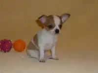 Щеночки чихуахуа