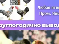 Цыплята порода и бролера