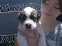 Щенки САО
