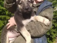 Щенки восточноевропейской овчарки