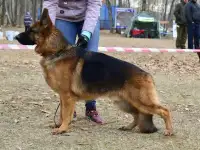 Щенки немецкой овчарки, фотография 11