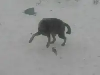 Щенки на охрану