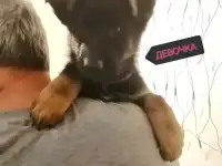 Щенки немецкой овчарки рабочего типа!