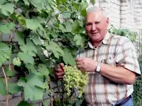 Саженцы сладкого винограда ранних сроков созревания для Среднего Поволжья