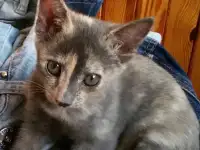 Смышленые котята в добрые руки, фотография 2