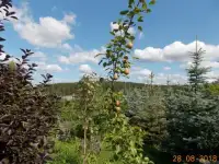 Саженцы декоративных, плодово-ягодных культур, фотография 2
