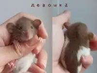 Крысята Дамбо, фотография 5