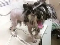 Стрижка кошек и собак