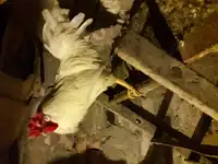 Петух Брама, Доминант, фотография 5