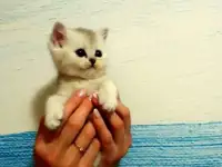 Британские чистокровные котята драгоценного окраса, фотография 4