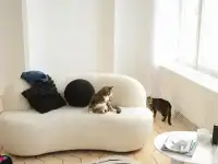 Кошка Глэйс ищет дом, фотография 2