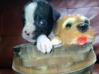щенки боксера