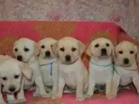 Собаки