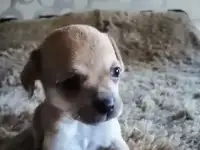 Щенки Чихуахуа