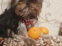 Продается йорик