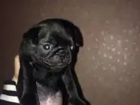 Щенки мопса