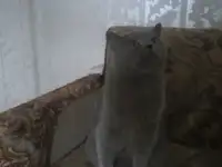 отдам в добрые руки