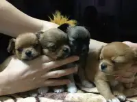 Кукольные крошки