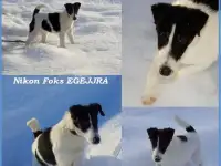 Щенки гладкошерстного фокстерьера, фотография 6