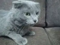Кошка-вислоушка, фотография 2