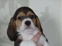 бигль щенки