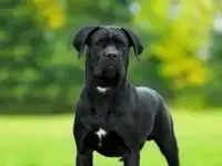 щенки кане корсо от титулованных родителей, фотография 6