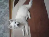 Щенок японског шпица