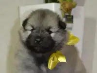 Щенки породы Кеесхонд / Вольфшпиц, фотография 3