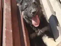 Продаются щенки ВЕО, фотография 4