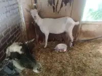 Ветеринарный врач для с/х животных и птиц.
