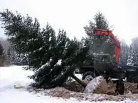 Саженцы ели,сосны,пихты,кедра, псевдотсуги,березы,клена,липы,дуба оптом. Кустарники., фотография 6