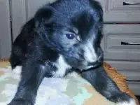отдам в хорошие руки 