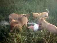 Куплю щенка русского тоя