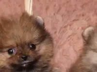 Немецкий шпиц, фотография 3