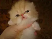 Персидские котята
