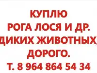 рога