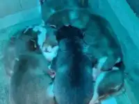 Породистые щенки хаски, фотография 2