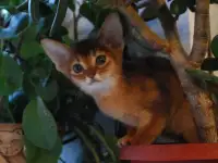 Абиссинские котята из официального питомника, фотография 3
