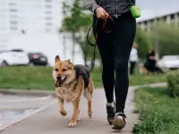 Собака Венеция в добрые руки, фотография 2