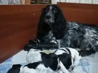 Щенки русского охотничьего спаниеля