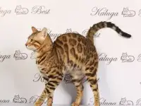 Бенгальский кот на вязку, фотография 3