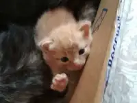 отдам котят в добрые руки, фотография 2