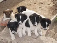отдам в хорошие руки