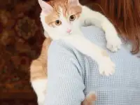 Персиковый красавец Метти, молодой домашний котик в добрые руки
