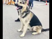 ВЕО кобель для вязки. Инструктор по вязкам.